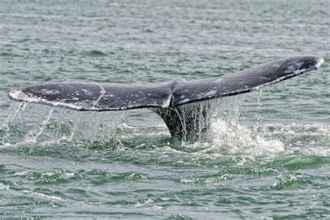 Whale Gives Birth in Front of Whale Watchers