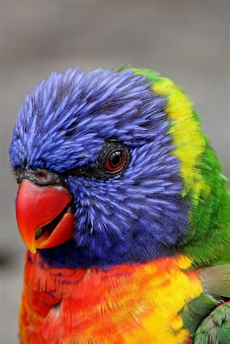 A Beautiful Parrot Rainbow Lorikeet Cute Parrot Lorikeet