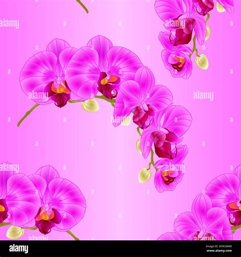 Seamless Texture Beautiful Phalaenopsis Orchid Purple Stem With Flowers