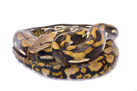 Reticulated Python Is The Longest Snake In The World Animals Around