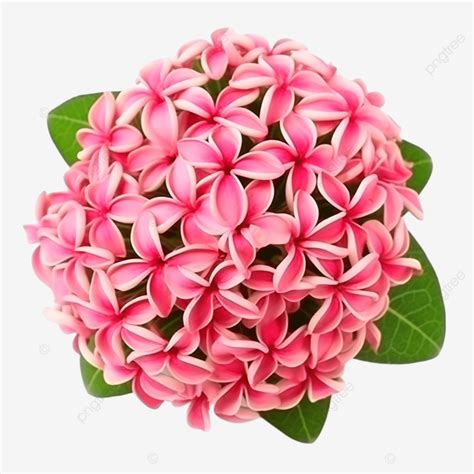 Pink Ixora Flowers On Background West Indian Jasmine Chinese Ixora