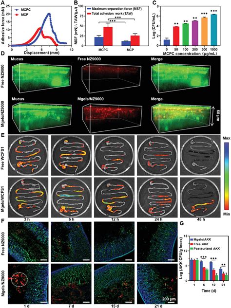 Enhanced Intestinal Mucoadhesion And Colonization Of Probiotic Through