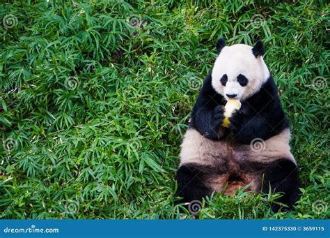 Giant Panda Eating Food Some Fruit in the Middle of Green Meadow in Smithsonian`s National Zoo ...