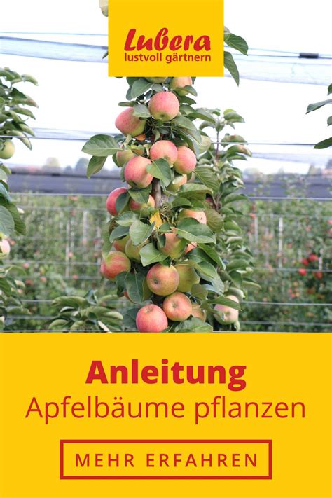 Apfelbaum Pflanzen Anleitung Und Tipps So Gehts Artofit