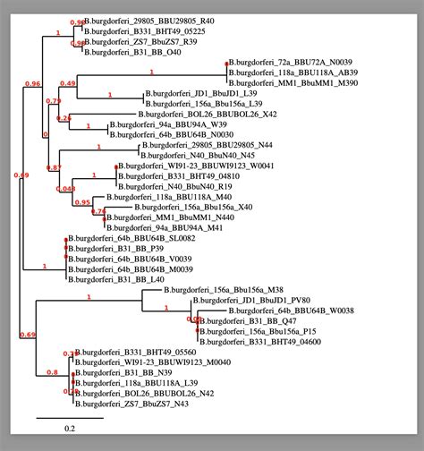 Solved What Information Does This Phylogeny Tree Gives