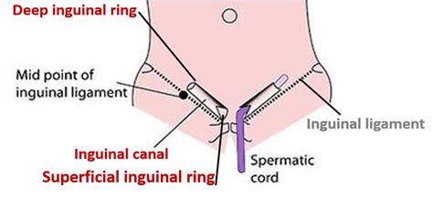 The Inguinal Canal Boundaries Contents TeachMeAnatomy