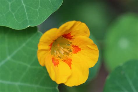 Kapuzinerkresse Gro E Kapuzinerkresse Tropaeolum Majus Flickr