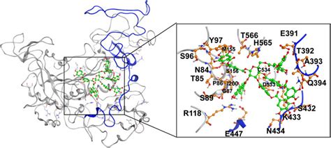 Frontiers Biochemical And Structural Characterization Of A Novel