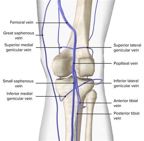 Popliteal Fossa: Anatomy | Concise Medical Knowledge