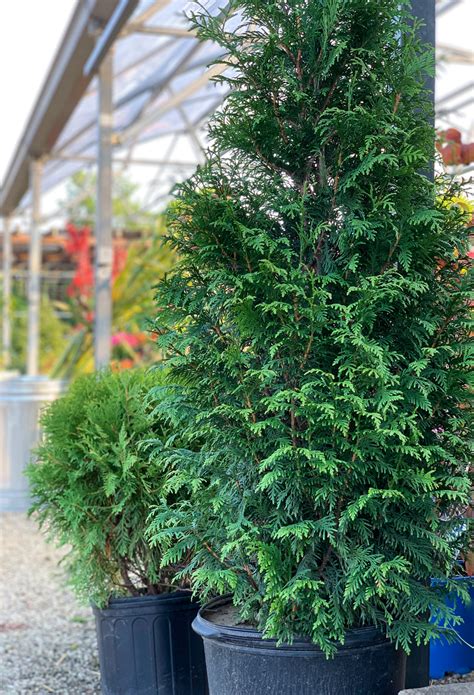 Northern Spire Arborvitae The Garden Spot