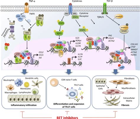 Bet Proteins An Approach To Future Therapies In Transplantation