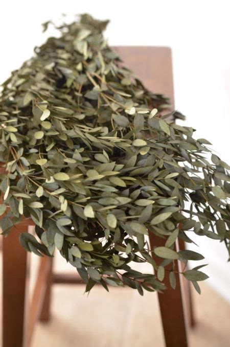 Preserved Olive Green Teardrop Eucalyptus The Blaithin Blair Shop