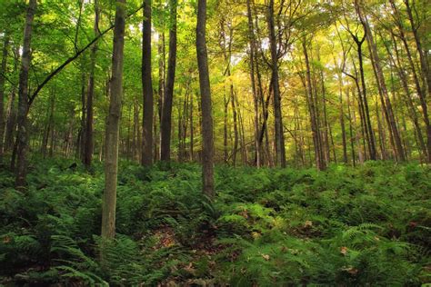 Kostenlose Foto Baum Natur Wald Wildnis Ast Wandern Sonnenlicht