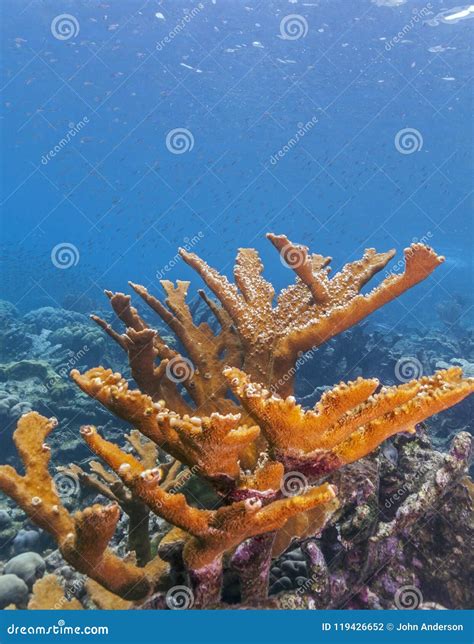 Elkhorn Coral Acropora Palmata Stock Photo Image Of Palmata Bonaire