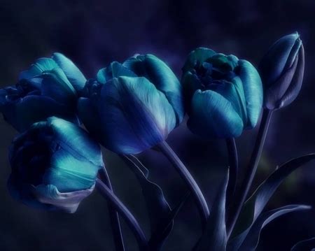 Blue Tulips Wallpaper