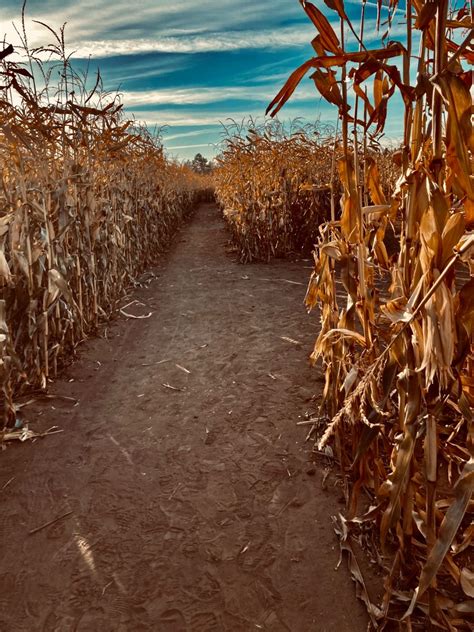 Epic Corn Maze In Maryland You Have To See Artofit