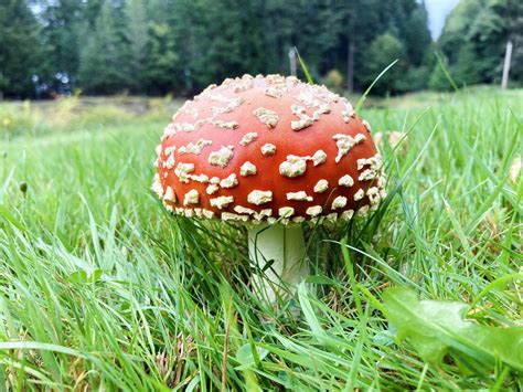 Amanita Muscaria Christmas