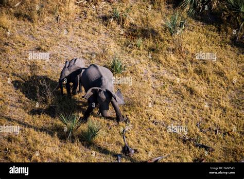 Elephant With Calf In Savannah Aerial View Okavango Delta By