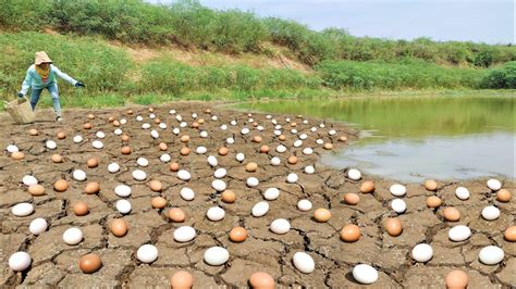 Wow Wow Unique A Female Fisherman Pick A Lots Of Duck Eggs Along The