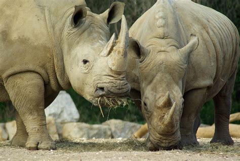 Banco de imagens animais selvagens jardim zoológico chifre África