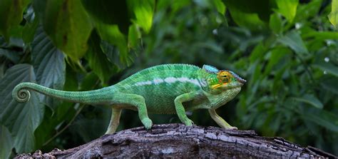madagascar tourism information facts advices  travel guide