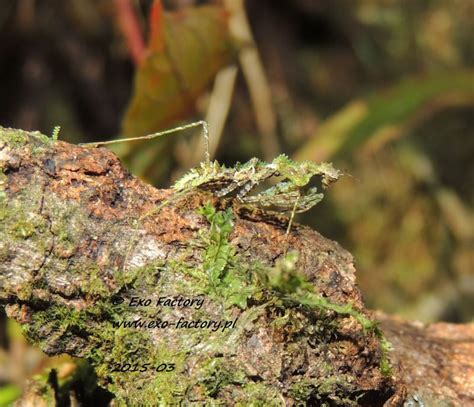 Haania Confusa Moss Mantis Ooth Usmantis