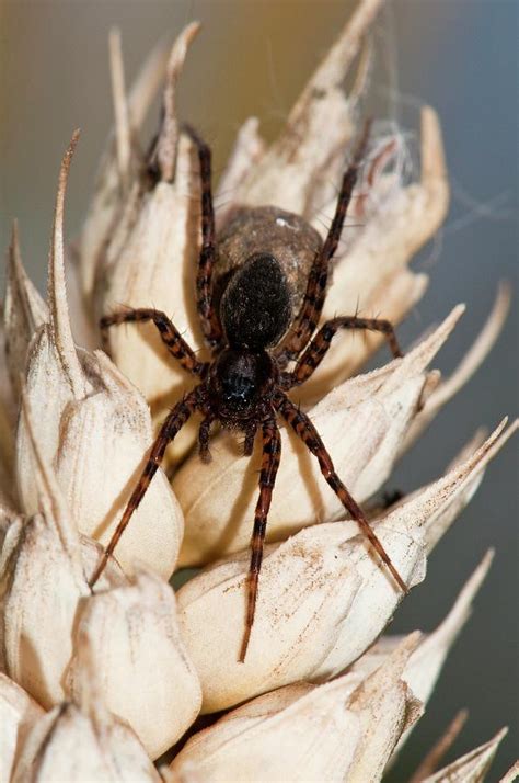 Wolf Spider And Egg Sac Photograph By Dr John Brackenbury Science Photo Library Pixels