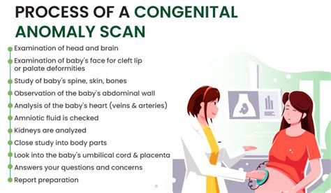 The Ultimate Guide To Fetal Anomaly Scan In 2023