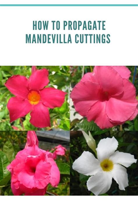 How To Propagate Mandevilla Cuttings Mandavilla Vine Propagation