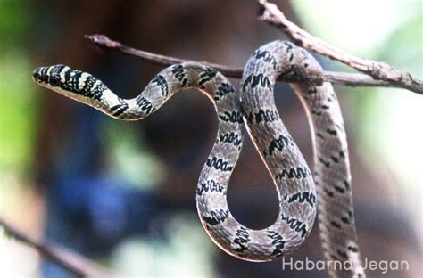 Sri Lankan Flying Snake Chrysopelea Taprobanica Smith 1943