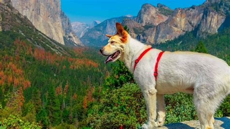 Dog-friendly national parks for you and your furry best friend