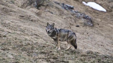 Un Loup Tu En Valais Par Les Gardes Faunes Les Observateurs