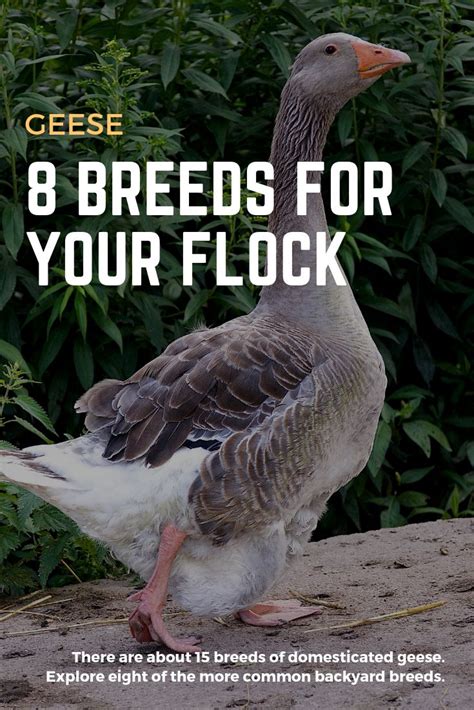 Explore Eight Common Breeds Of Domesticated Geese For Your Backyard