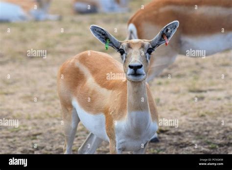 Safari Park Animals Stock Photo - Alamy