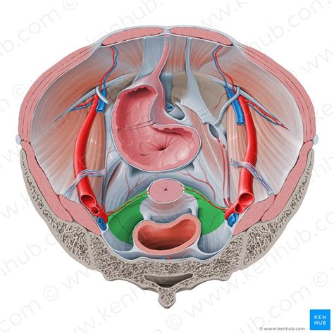 Ligaments Of The Uterus Function And Clinical Cases Kenhub