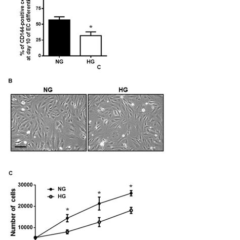 Figure S2 Effects Of Hyperglycemia On Differentiation And