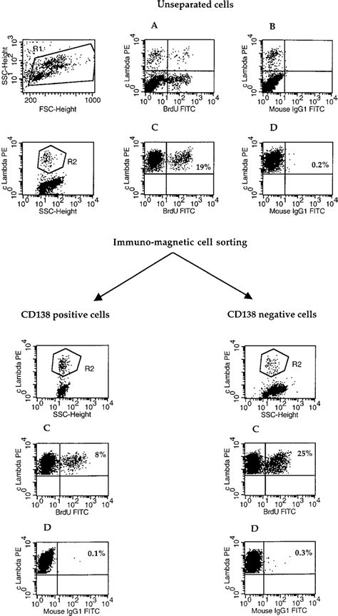 Proliferative Reactive Plasma Cells Are Mainly Located In The Cd138