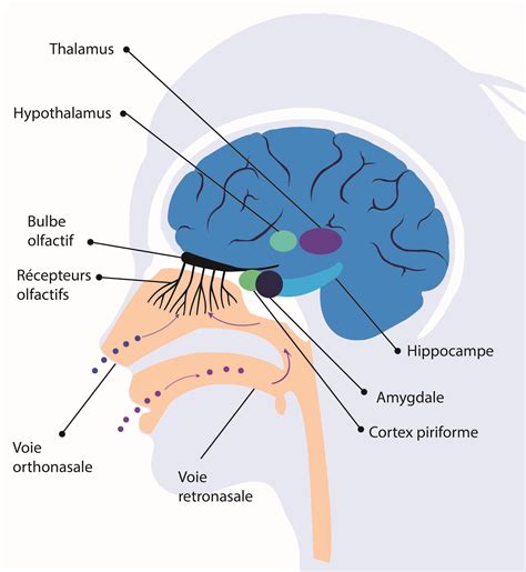 Olfaction Phodé