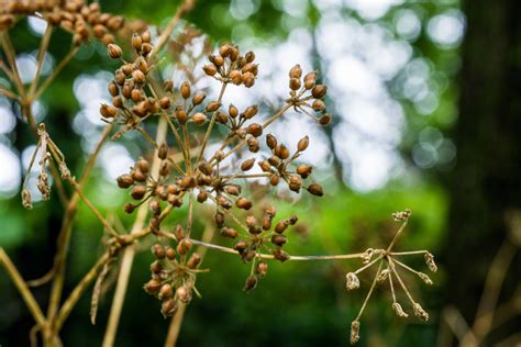 Hemlock Seeds | Nine Mile Prairie