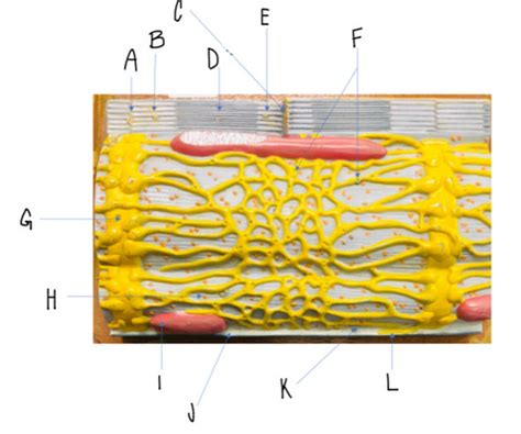 Sarcomere Model Flashcards Quizlet