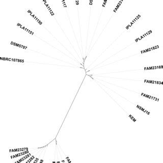 Neighbor Joining Unrooted Phylogenetic Tree Based On Core Genome