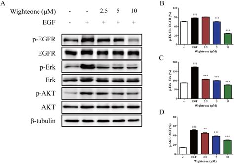 Wighteone Suppressed The EGFR Signaling Pathway In NCI H1975 Cells A