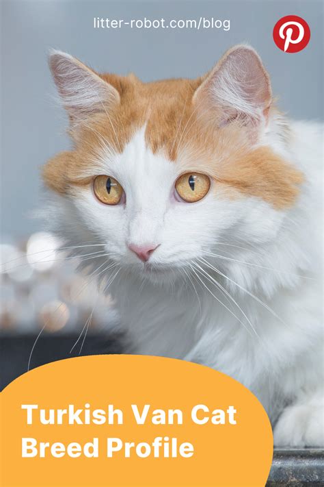 Turkish Van Cat Breed Profile Litter Robot