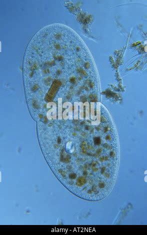 Paramecium Ciliata Protozoen Optische Mikroskopie Stockfotografie Alamy