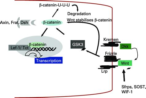 Canonical Wnt Catenin Pathway In Osteoblast Differentiation