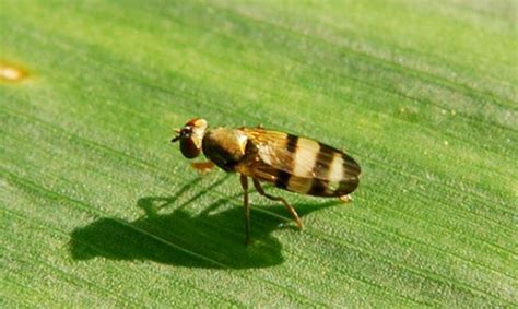 Cornsilk Fly Euxesta Stigmatias