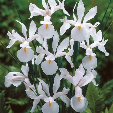Van Zyverden White Dutch Iris Casablanca Bulbs 25 Count 84531 At