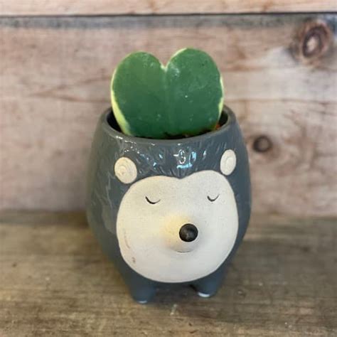 25 Hoya Kerri Heart In Hedgehog Pot Flowers Talk Tivoli