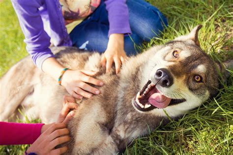 Por Qu Los Perros Aman Que Les Rasques La Panza Y Los Gatos No La