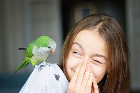Los 12 Mejores Pájaros Domésticos Mis Animales